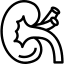 Ultrasound Scanning